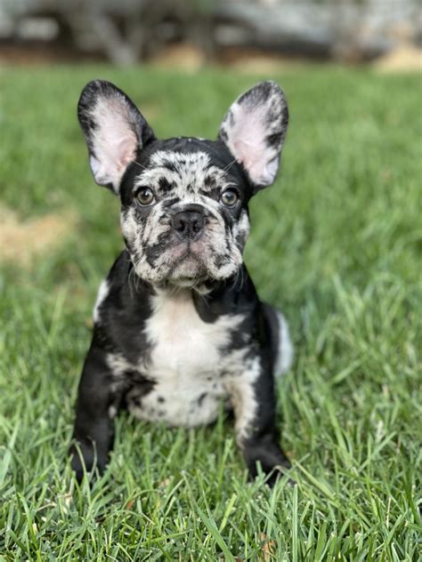 Merle French Bulldog: Color, Price & Health Guide